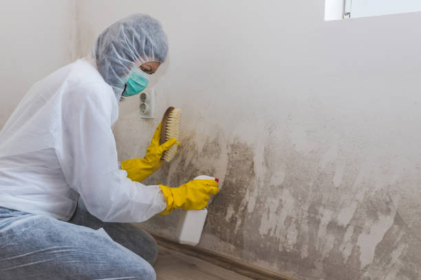 Mold Testing and Removal in Gustine, CA
