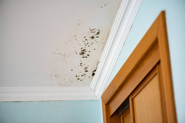 Best Mold Testing and Removal  in Gustine, CA