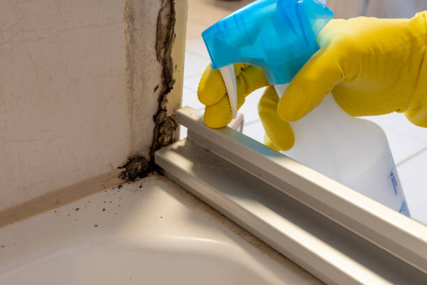 Best Toxic Mold Removal  in Gustine, CA