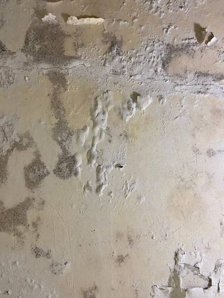 Best Mold Removal Specialists  in Gustine, CA