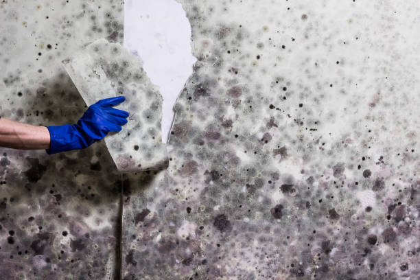 Best Attic Mold Removal  in Gustine, CA