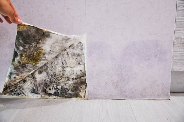 Best Emergency Mold Removal  in Gustine, CA